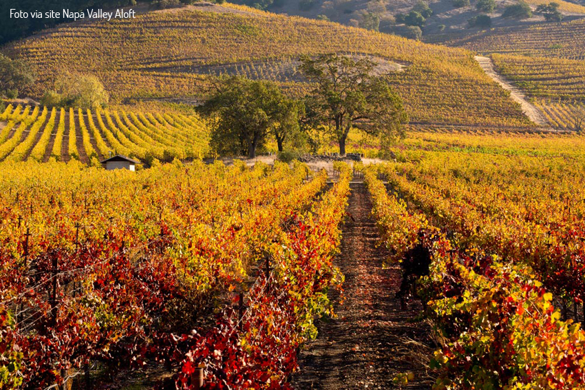 Napa