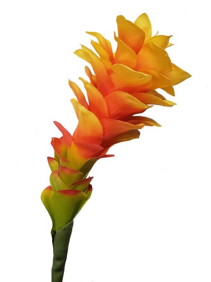 AZ010-LAJ - bromélia