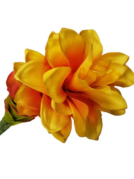 AZ010-LAJ - bromélia