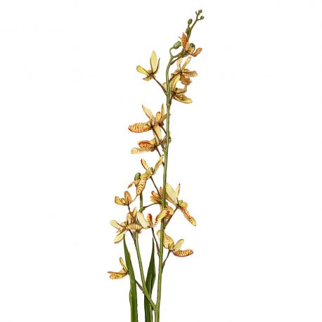 DV-A0016-Orquídea
