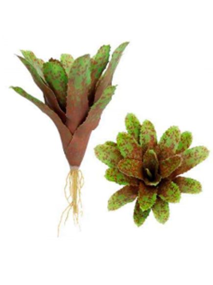 Bromelia com raiz