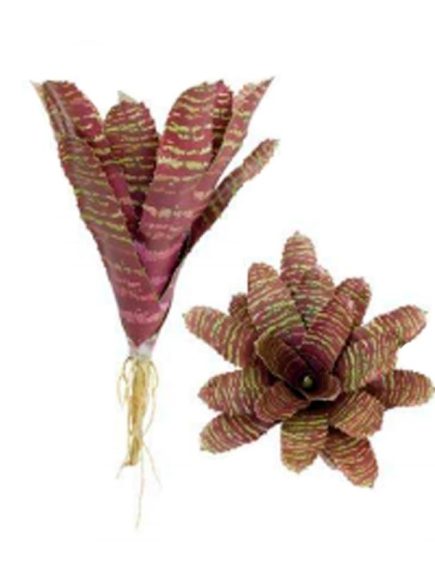 Bromelia com raiz
