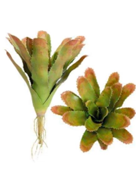Bromelia com raiz