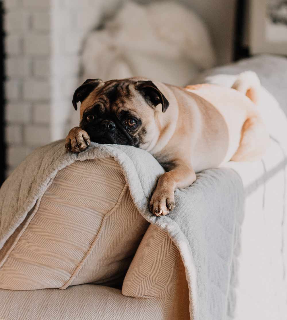 Casa Pet Friendly: Aconchego E Praticidade