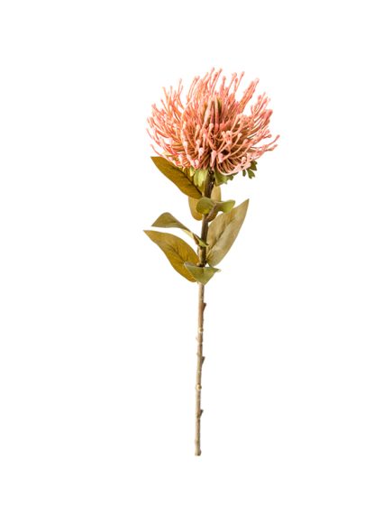 Protea Haste Sortidos - Image 3