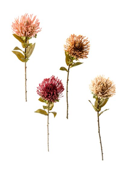 Protea Haste Sortidos - Image 5