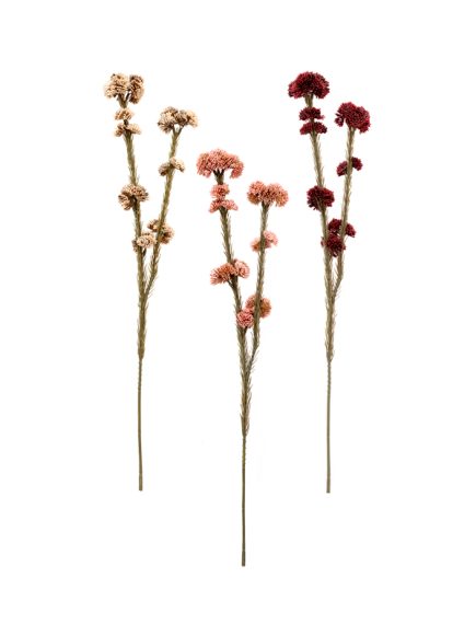 Sedum Haste Sortidos - Image 4