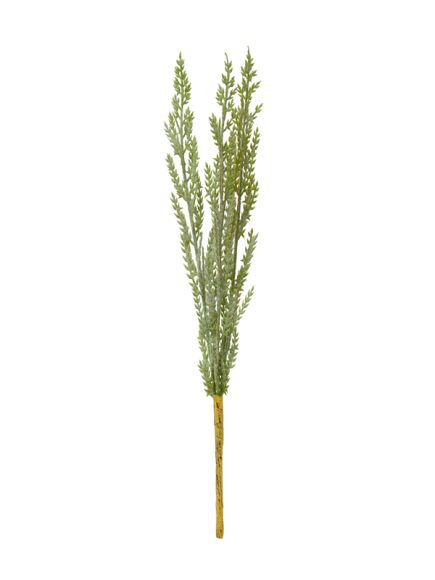 Astilbe Haste