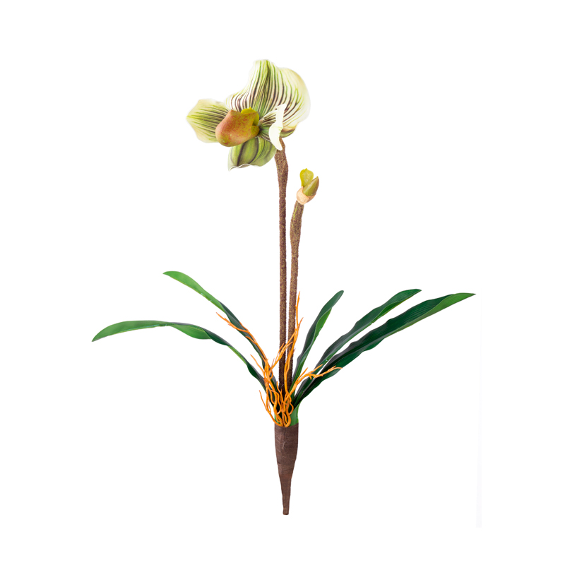 Orquídea Cypripedium Haste