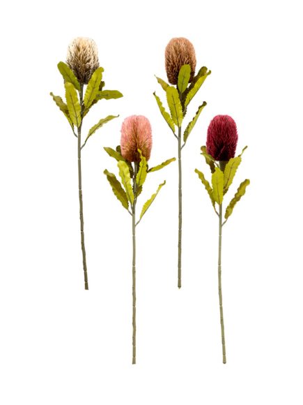 Banksia Haste Sortidos - Image 5