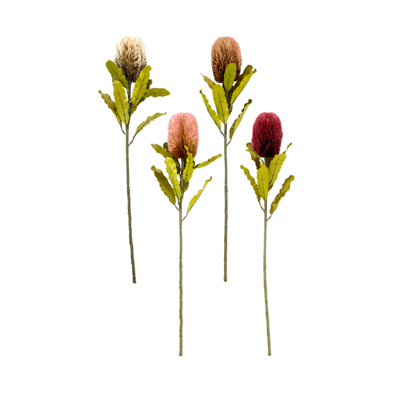 Banksia Haste Sortidos