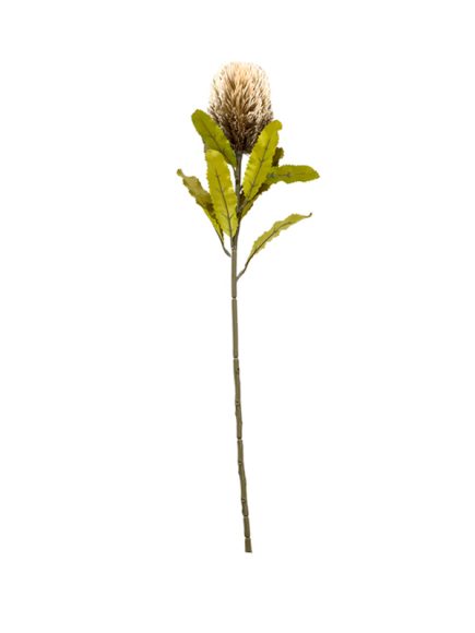 Banksia Haste Sortidos - Image 1