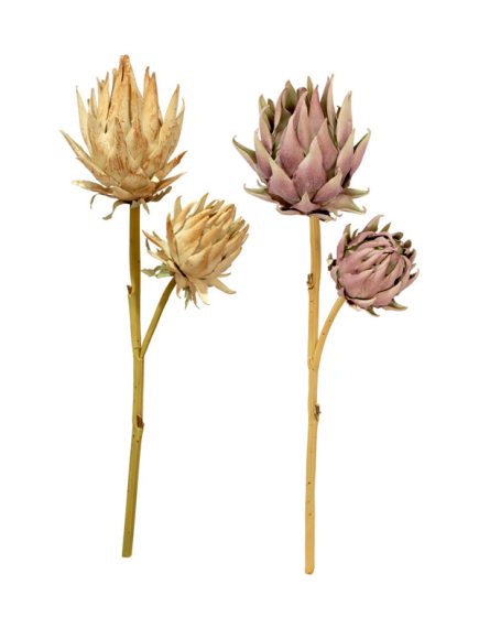 Protea Outonada Haste Sortidos - Image 3