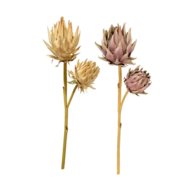 Protea Outonada Haste Sortidos