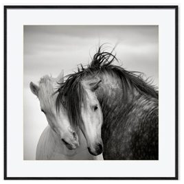 Quadro Cavalos BW Horse