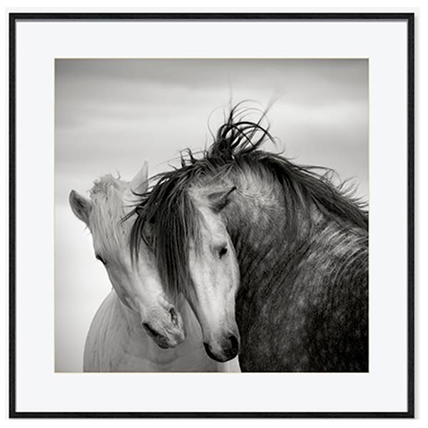Quadro Cavalos BW Horse