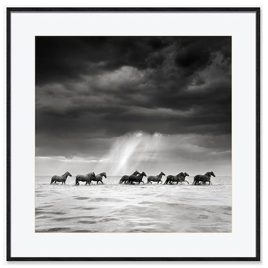 Quadro BW Horse